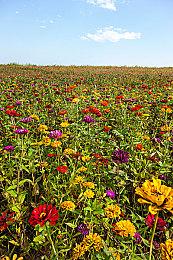 Capcom为《街头霸王6》肯故事背景推出四集漫画